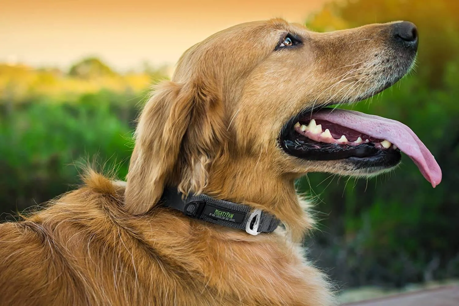 All-Metal Buckle Dog Collar with Tag Silencer and Reinforced D-Ring