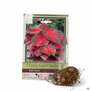 Caladium 'Red Flash'