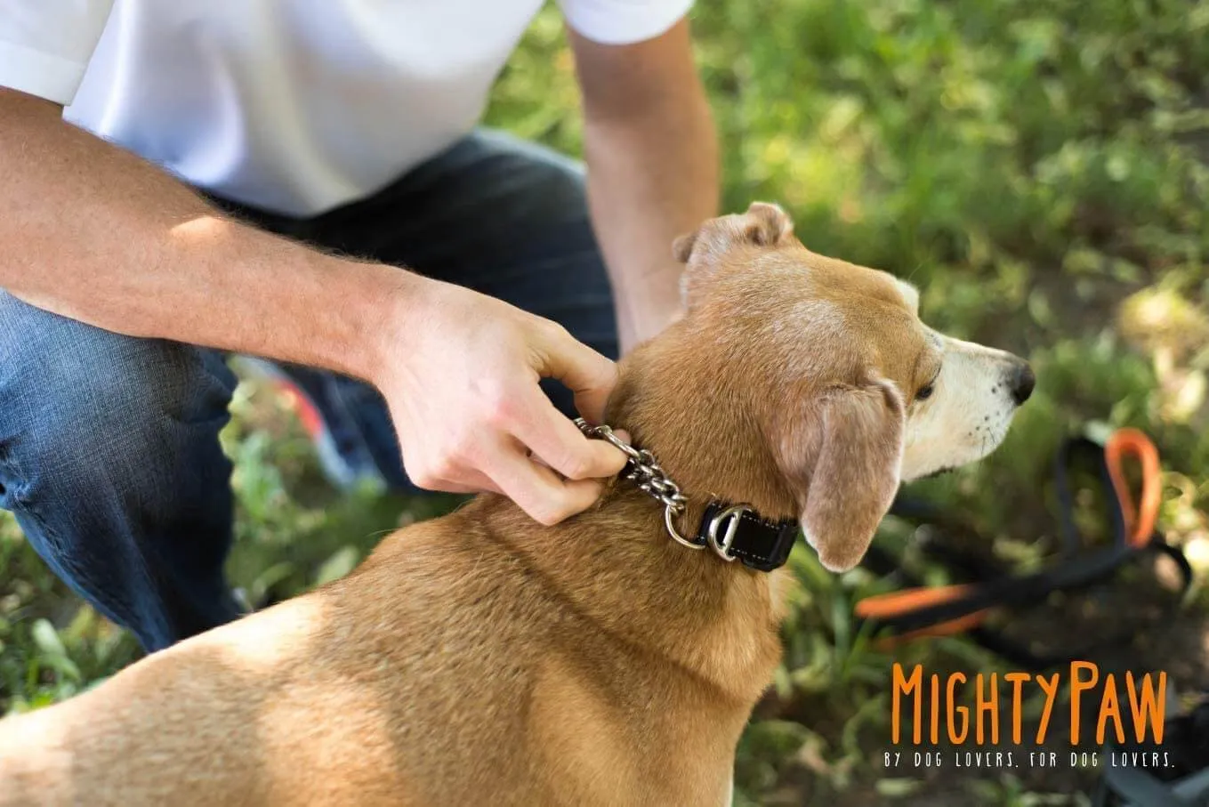 Mighty Paw Martingale Cinch Collar - Training Made Easy